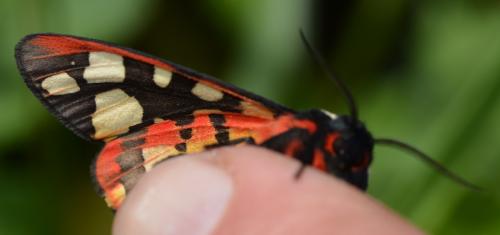 Réf. 303 412 : Arctia villica